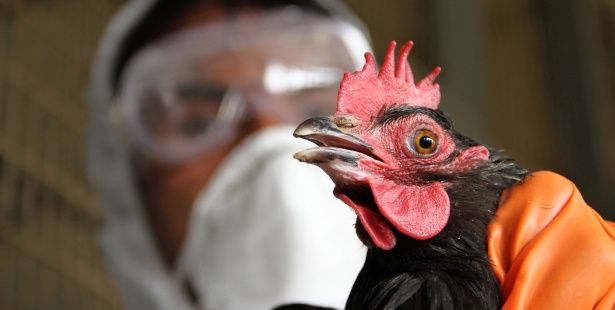 Эпизоотическая обстановка по гриппу птиц на территории Центрального Федерального округа РФ резко ухудшилась
