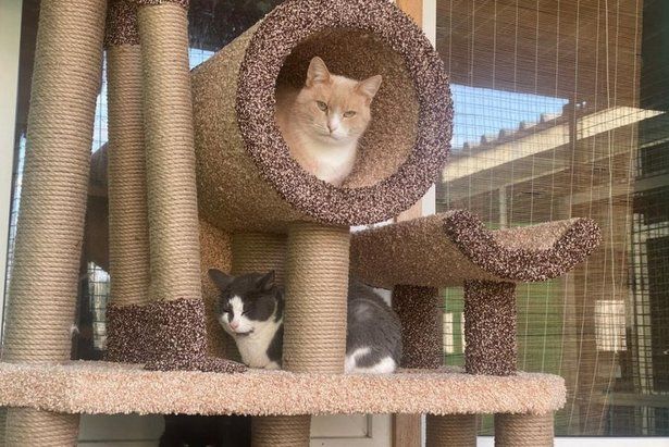 Кошки из приюта получили новые дома