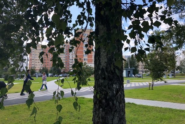 Улицы и дворы района Крюково украсят новые деревья и кустарники