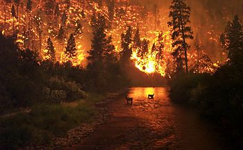 Меры пожаробезопасного поведения в лесу