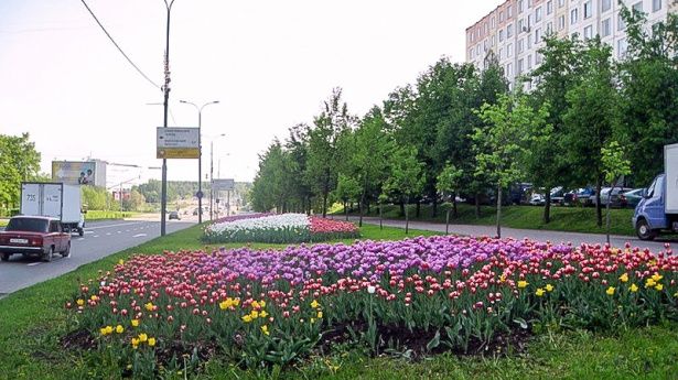 В районе Крюково и во всем Зеленограде в середине июня появится цветочная рассада