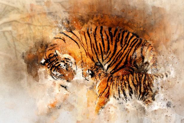 Гости клуба «Силуэт» нарисуют тигра на новом творческом мастер-классе