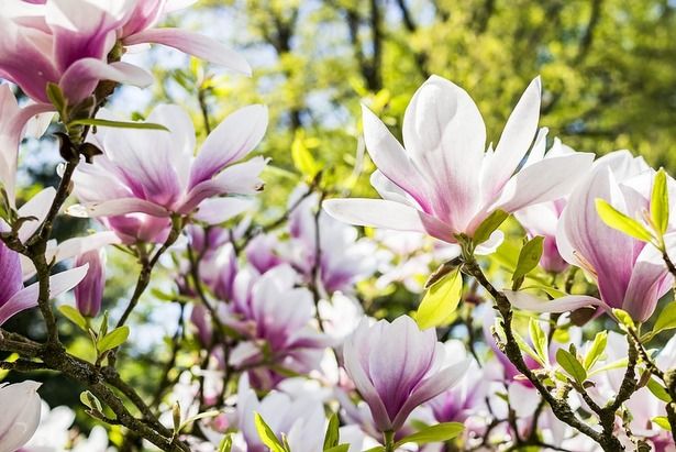 24 апреля расцвели первые магнолии в ботаническом саду МГУ