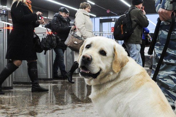 К концу 2019 года пятьдесят собак-поводырей поступят на службу в московское метро