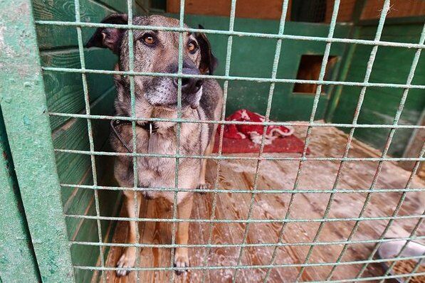 155 собак и кошек забрали из приюта «Зеленоград» за год