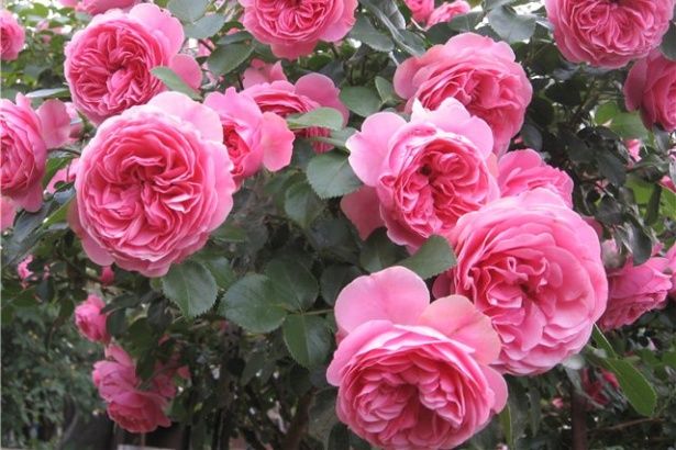 Тысячи роз высадят в «Лужниках» этой весной