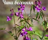 В московских лесопарках началась вторая волна цветения лесных растений