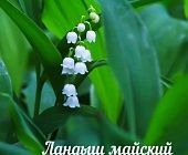 В московских лесопарках началась вторая волна цветения лесных растений