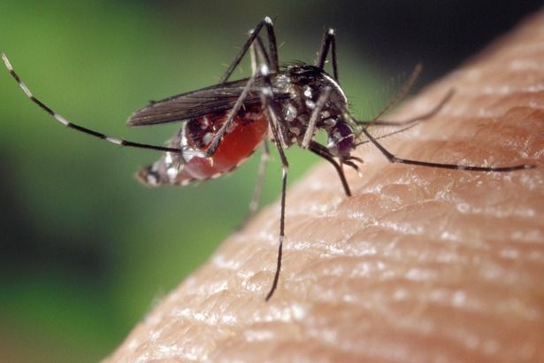 Врачи предупредили москвичей об опасности укусов комаров