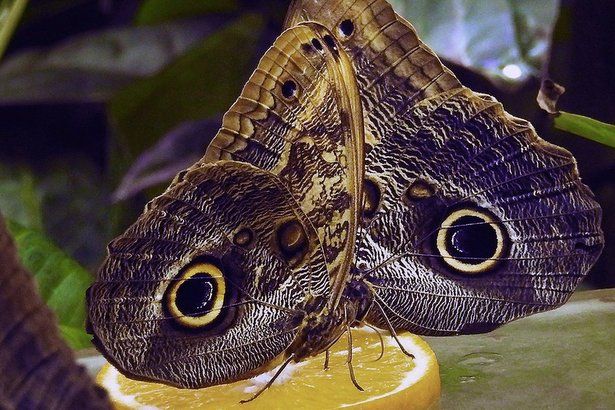 В Московском зоопарке в первых числах января появится 365 тропических бабочек