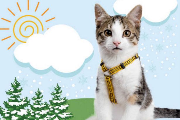 Выставка «Тёплые коты» пройдёт в КЦ «Зеленоград» в декабре