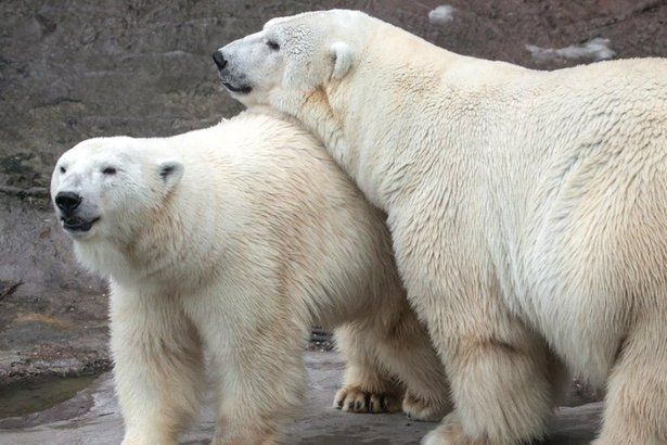 Гостям Московского зоопарка предложат угадать размер лапы белого медведя