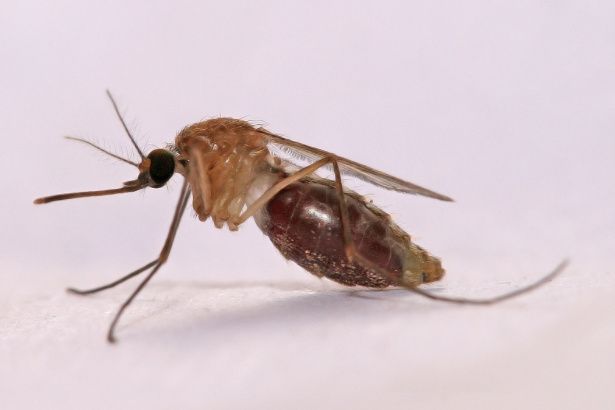 Малярийные комары не выдерживают холодного московского лета