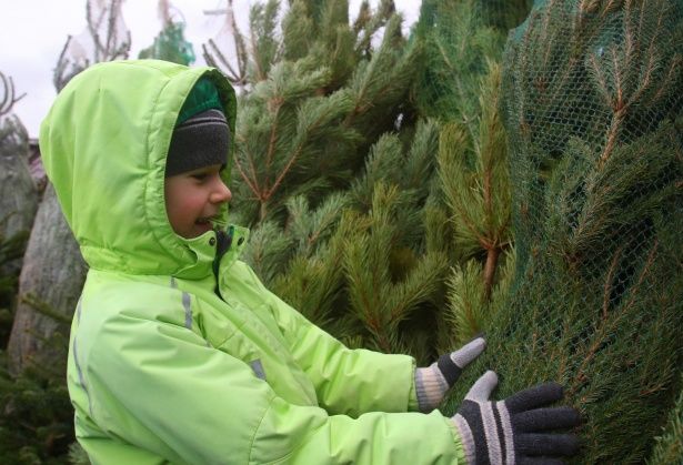Крюковчане смогут купить новогоднюю елку у соседей в Андреевке