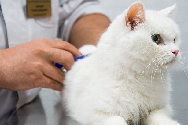 В марте в Крюково пройдет бесплатная вакцинация животных против бешенства