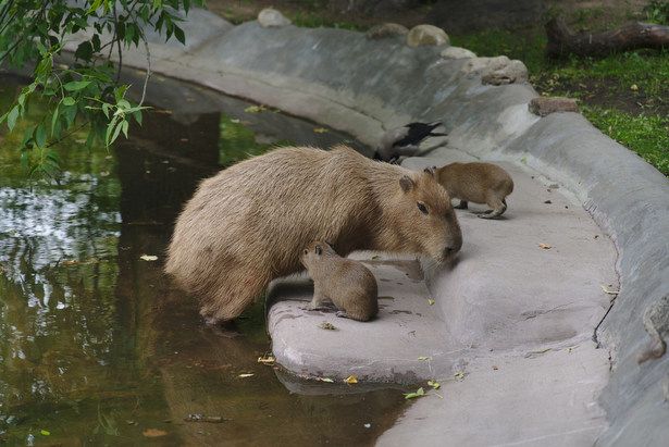 Собянин рассказал о детенышах, родившихся в Московском зоопарке в 2023 году