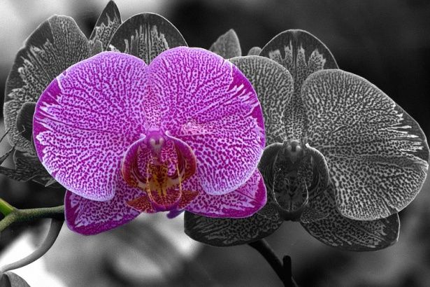 Тропические орхидеи с запахом тирамису и корицы устроятся на зимовку в Москве