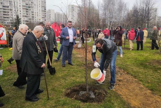 На Зеленоградской Аллее Победителей зазеленеют новые деревья