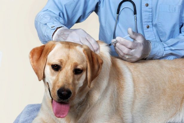 Вакцинация собак и кошек против бешенства  будет проводиться  05 марта 2016 г.  с 11.00 до 14.00 , корпус 1431