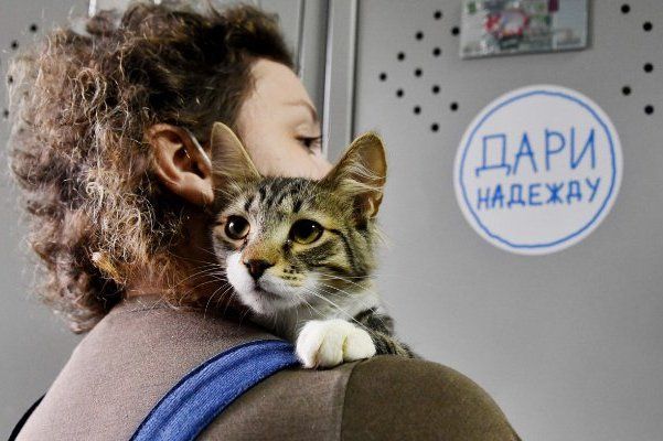 17 000 животных содержатся в московских приютах