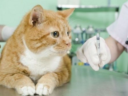 План-график проведения вакцинации против бешенства собак и кошек на прививочных пунктах в Зеленоградском АО г. Москвы в 2015 году