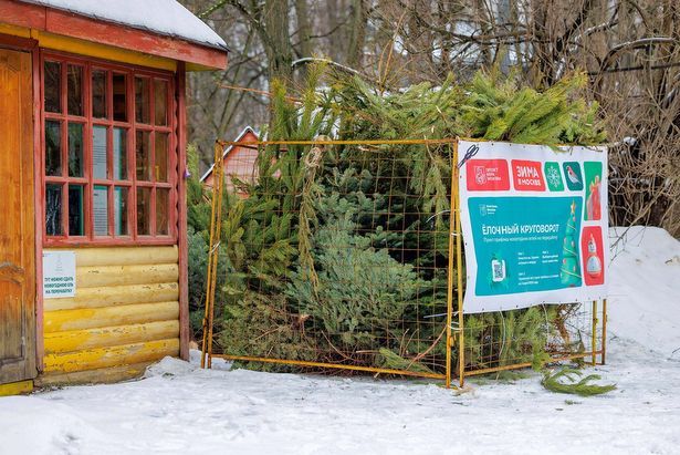 Ёлочный круговорот‑2026»: 7 пунктов приема новогодних ёлок заработали в Зеленограде