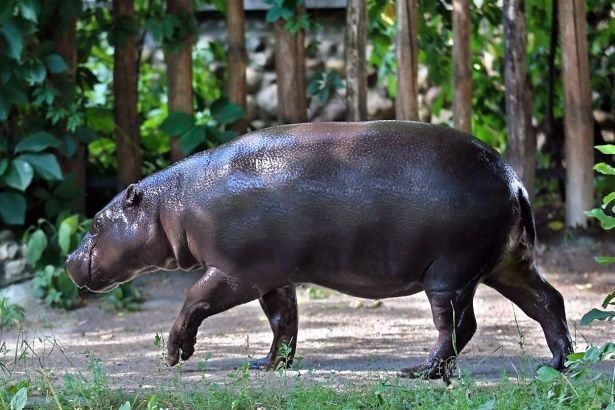 Воспитанница Московского зоопарка бегемот Ксюша впервые в году вышла «в свет»