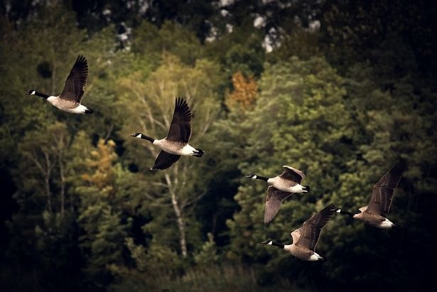 На Школьном озере в Зеленограде субботу проведут учет перелетных птиц