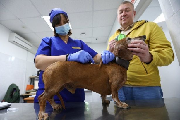 Депутат МГД Александр Козлов подчеркнул преимущества чипирования домашних животных 