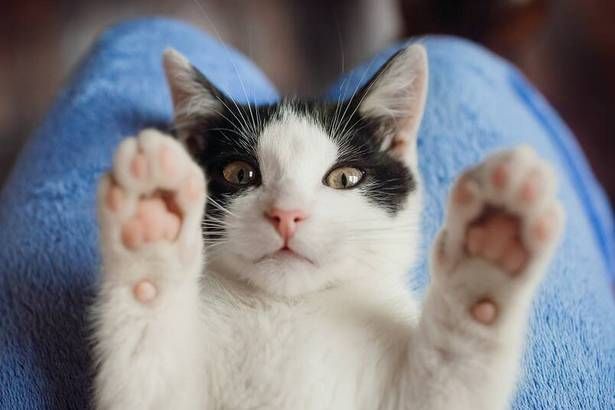 Выставка‑пристройство животных «Ищу друга!» пройдёт в КЦ «Зеленоград»