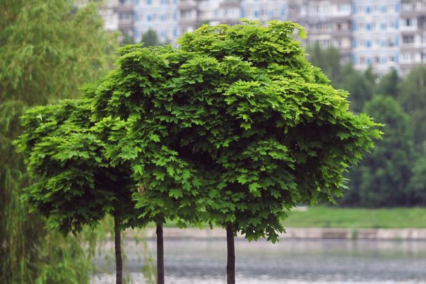 Почти 400 тыс деревьев и кустарников высадят этой осенью в Москве