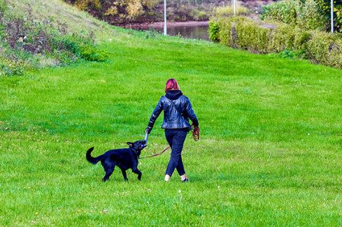 ГПБУ «Мосприрода»: О правильном выгуле собак на ООПТ