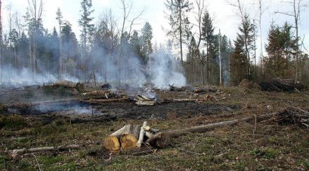 В Солнечногорском районе возобновлено сжигание порубочных остатков 