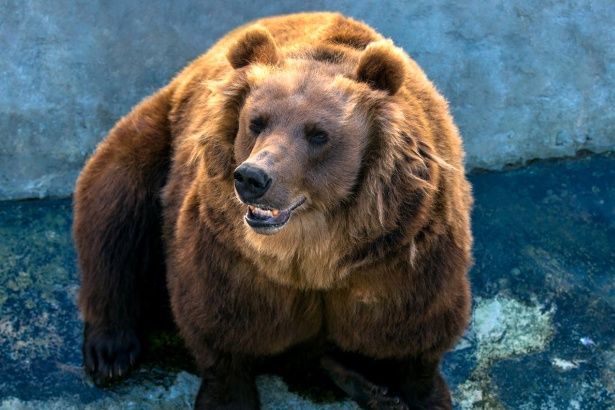 Медведи московского зоопарка выбрались из зимней спячки