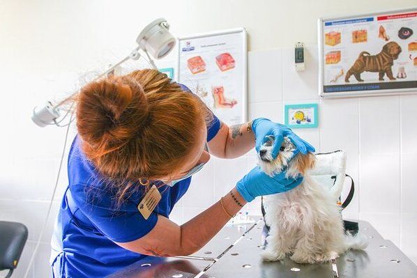 Депутат МГД Козлов: Профилактика бешенства является первым шагом в заботе о здоровье домашних животных