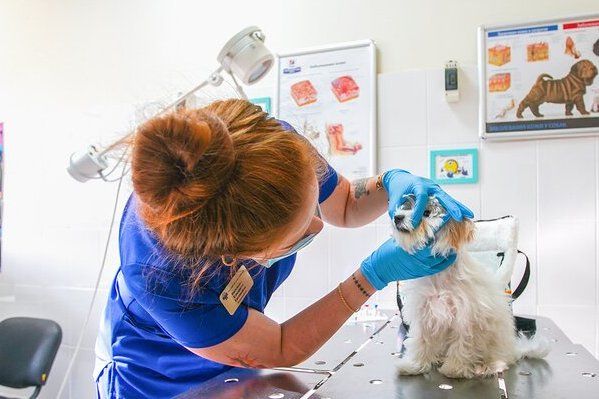 Депутат МГД Александр Козлов: Своевременная вакцинация собак и кошек поможет сохранить их здоровье