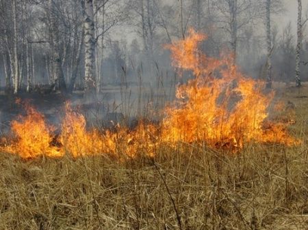 Под Солнечногорском и в пяти других районах Подмосковья запретили сжигать порубочные остатки