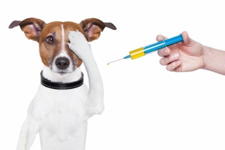 В районе Крюково продолжается вакцинация животных против бешенства