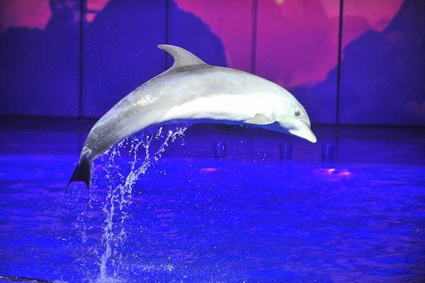 Жителей столицы просят помочь выбрать имя новорожденному дельфиненку