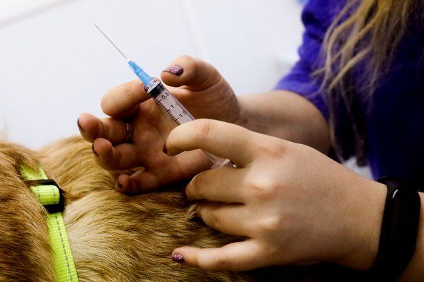 В Крюково откроются временные пункты для бесплатной вакцинации животных от бешенства