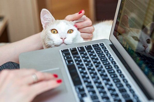 Депутат МГД: Запуск онлайн-сервисов для владельцев домашних животных повысит ответственность за питомцев