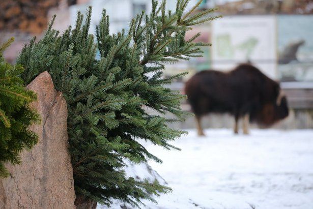 В Московском зоопарке рассказали, как поздравили животных с Новым годом