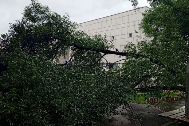 На территории округа мощный ураган повалил деревья и автомобили