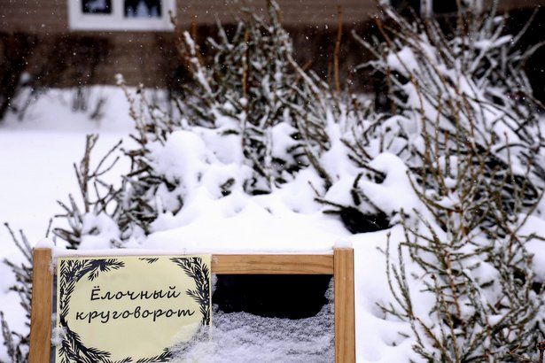 В январе в Москве откроются пункты приёма ёлок для утилизации