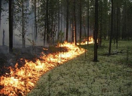 Сохраним природные территории Зеленограда от пожаров!