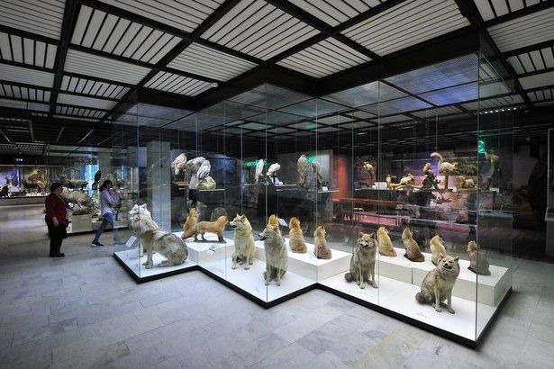 Дарвиновский музей подготовил новую увлекательную онлайн-выставку