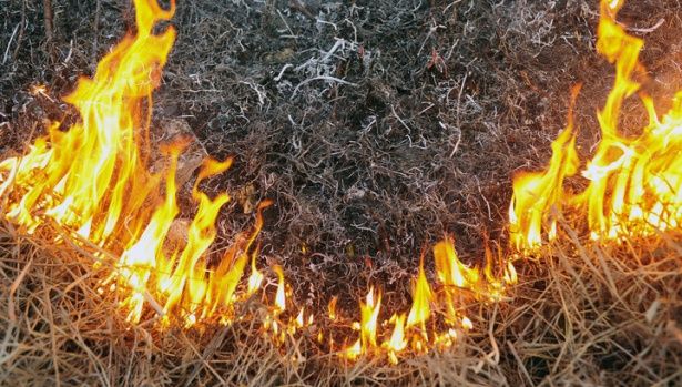 За неделю на территории Крюково произошло 14 случаев возгорания травы и мусора