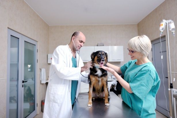 Управа Крюково напоминает жителям о необходимости вакцинации домашних животных