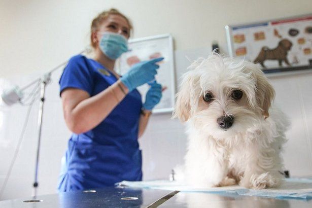 На территории округа начнут бесплатно вакцинировать домашних животных