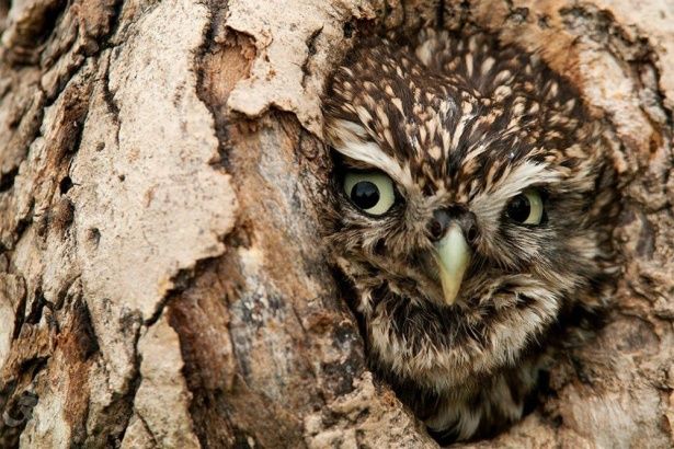 В Зеленограде стартует «Птичий квест» для любителей природы и пернатых